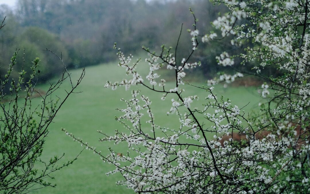 spring landscape