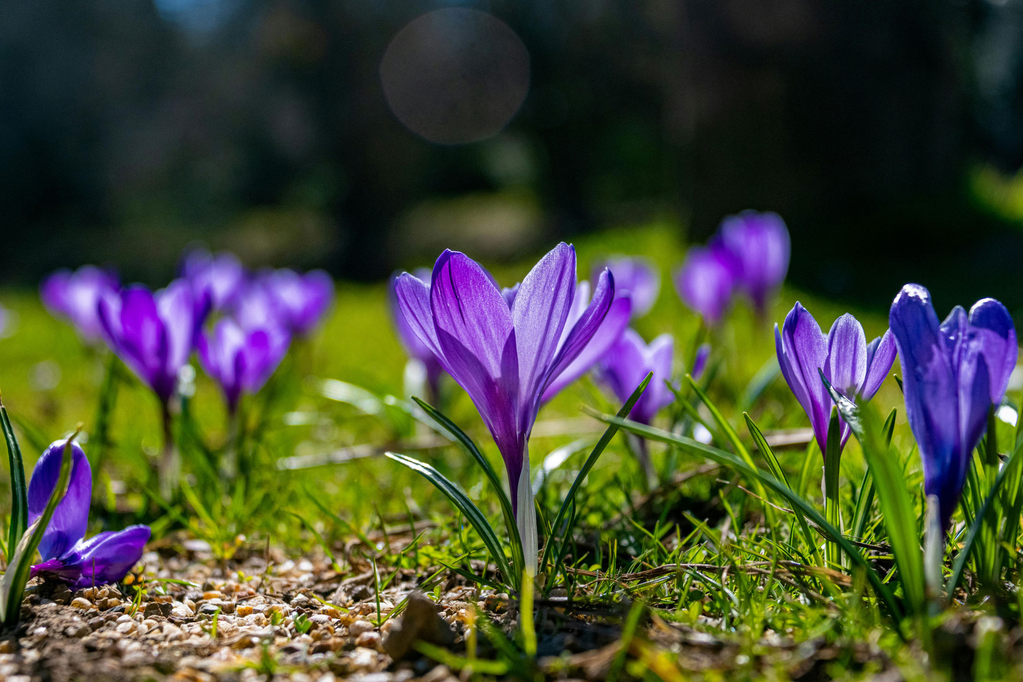 flowers